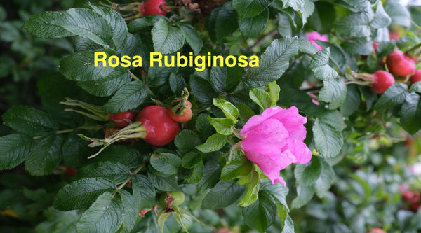 CLIQUE AQUI - Rosa Rubiginosa: O Tesouro Escondido no Mundo da Beleza